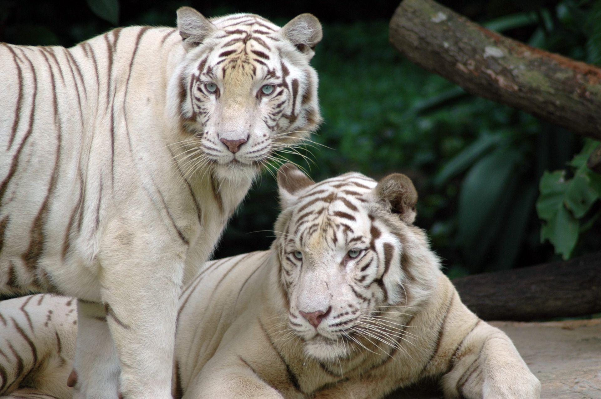 tigres faune tigre zoo chat mammifère animal jungle danger tête prédateur grand agression sauvage safari bande chasseur mangeur de viande portrait sibérien fourrure