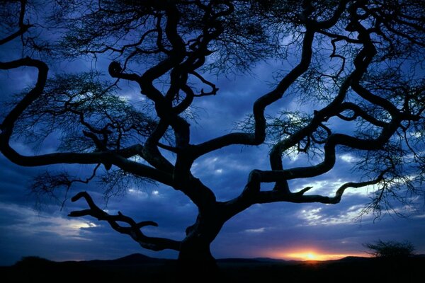 Árbol solitario al atardecer