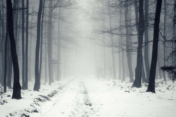 Camino en el bosque de invierno. Niebla