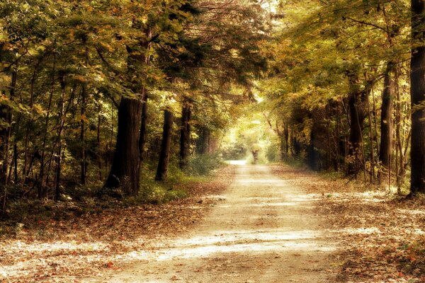 Route à travers la forêt de conifères