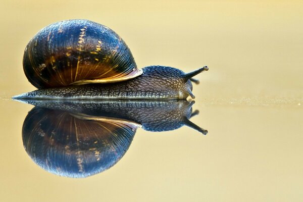 The snail crawls and is reflected in the water