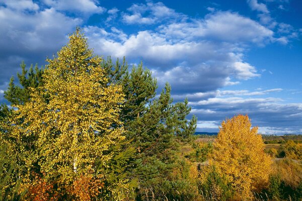 Eine Vielzahl von Herbsttönen. Bäume auf einem schönen Himmelshintergrund mit Wolken