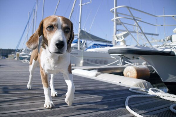 A white-red dog running along the pier