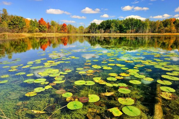 Fabulous autumn forest, water, water lilies