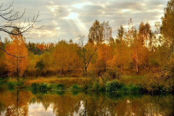 Natura autunno alberi foglie gialle lago