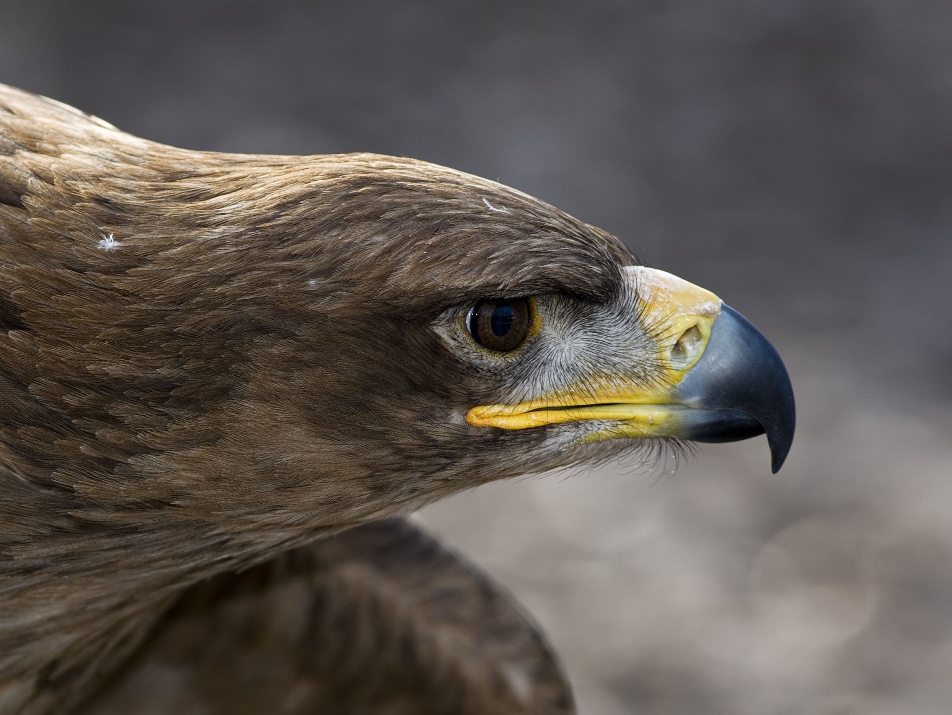 animales raptor águila pájaro vida silvestre halcón presa halcón cetrería águila calva majestuoso depredador pico calvo pluma retrato cazador cometa naturaleza animal ojo