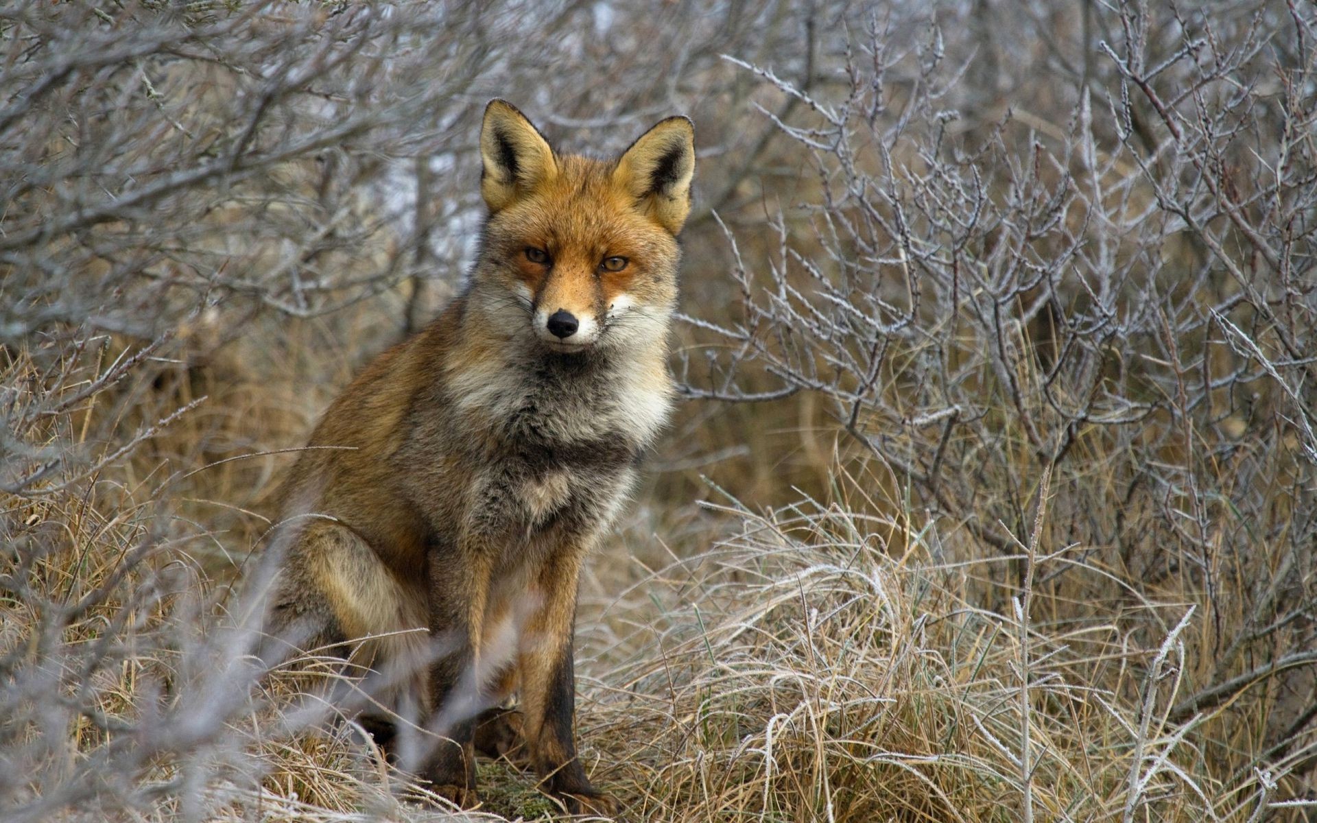 fox mammal wildlife nature animal outdoors wild predator grass canine