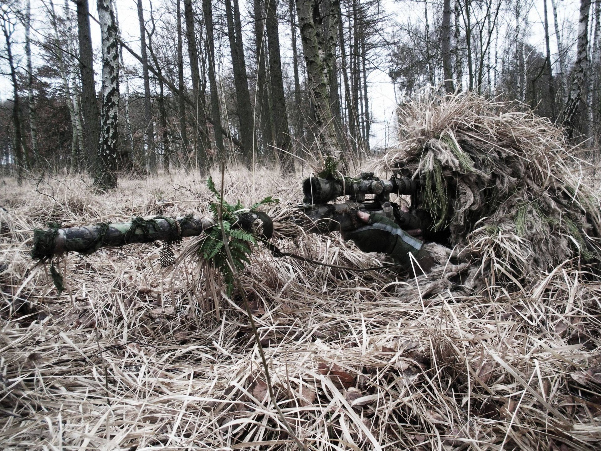 swat bois bois paysage nature environnement extérieur flore magazine météo saison tronc hiver feuille agriculture