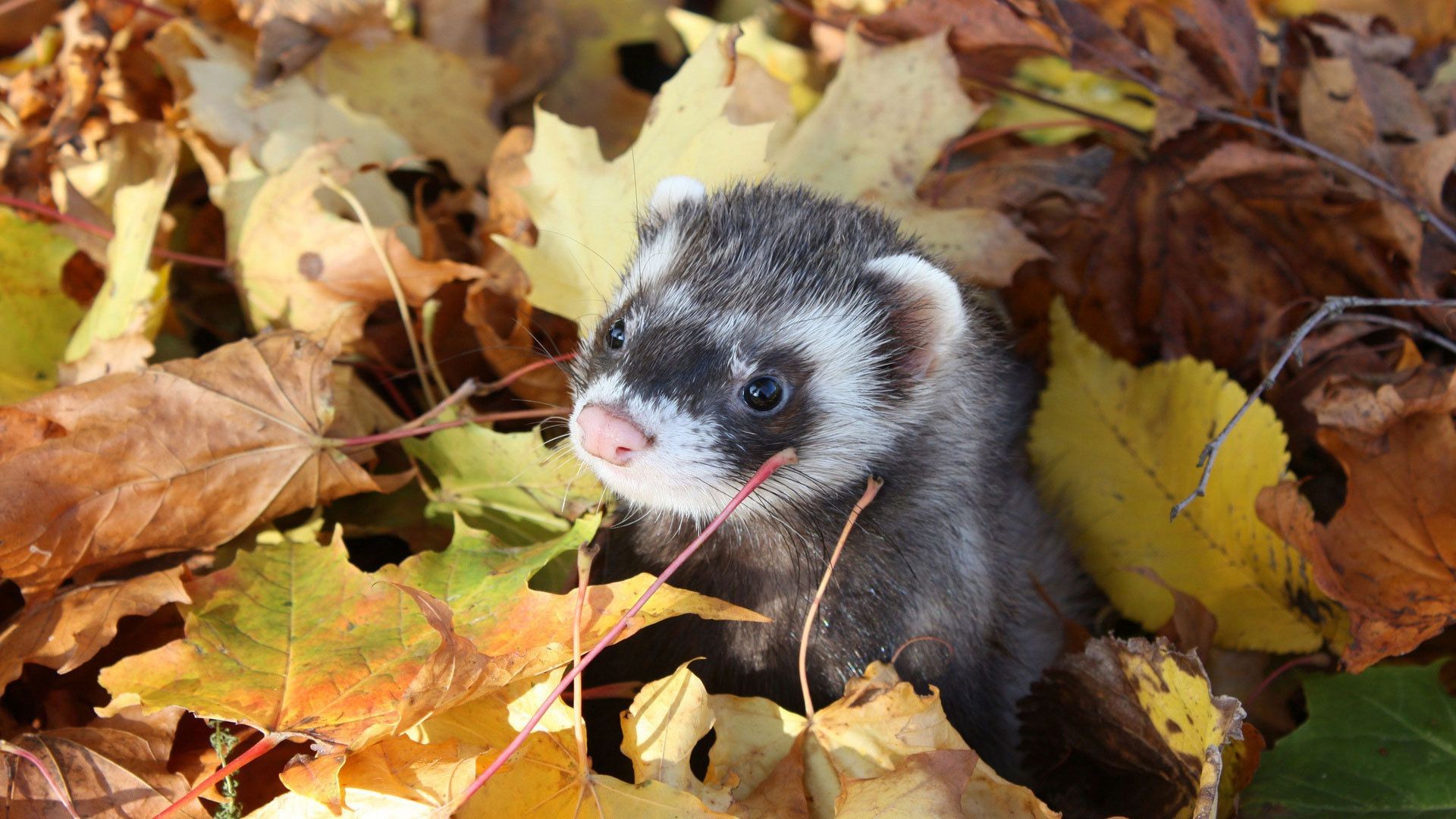 animals leaf fall nature tree wood food