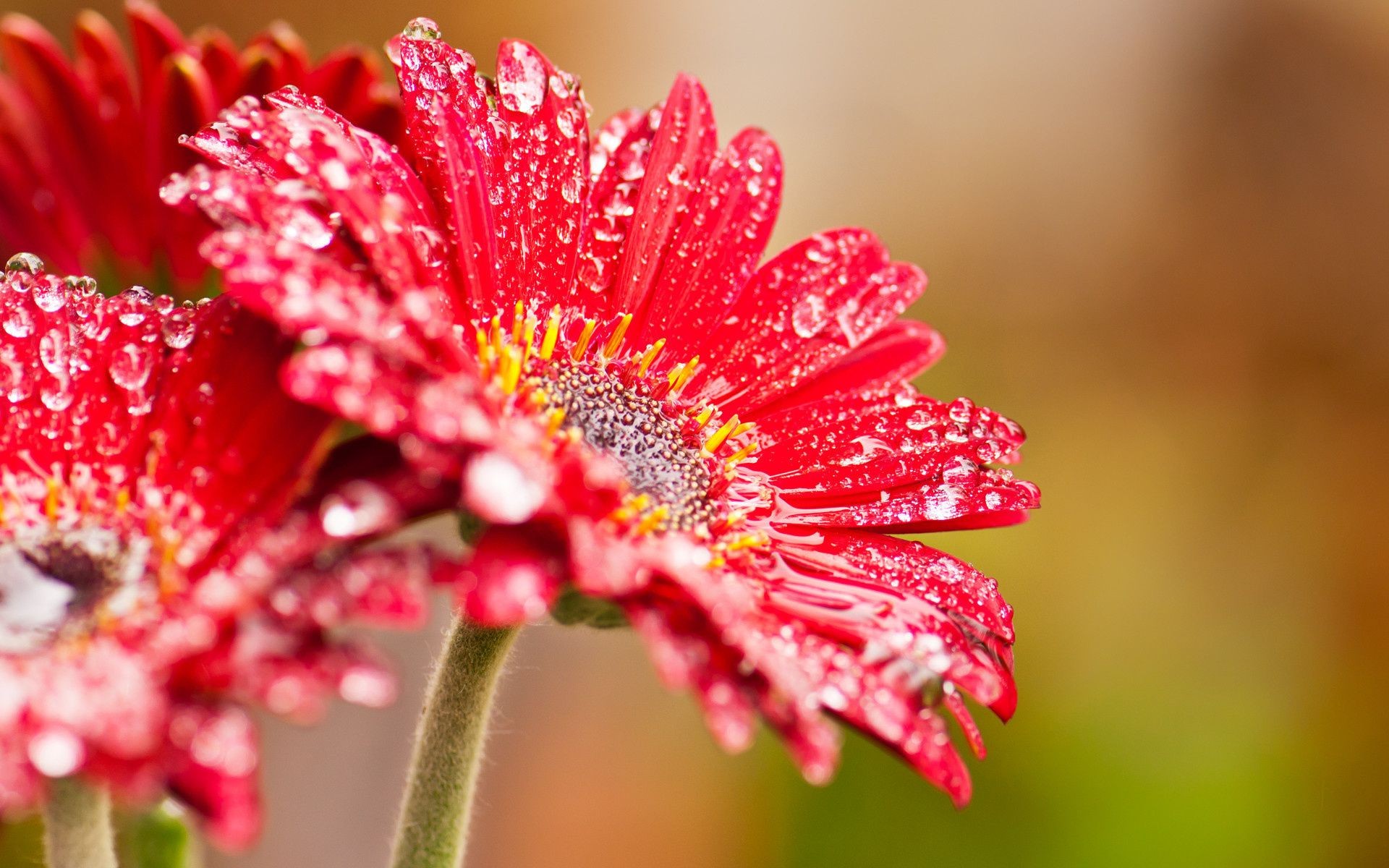 gouttelettes d eau nature fleur flore été feuille jardin couleur lumineux floral pétale gros plan beau bluming croissance