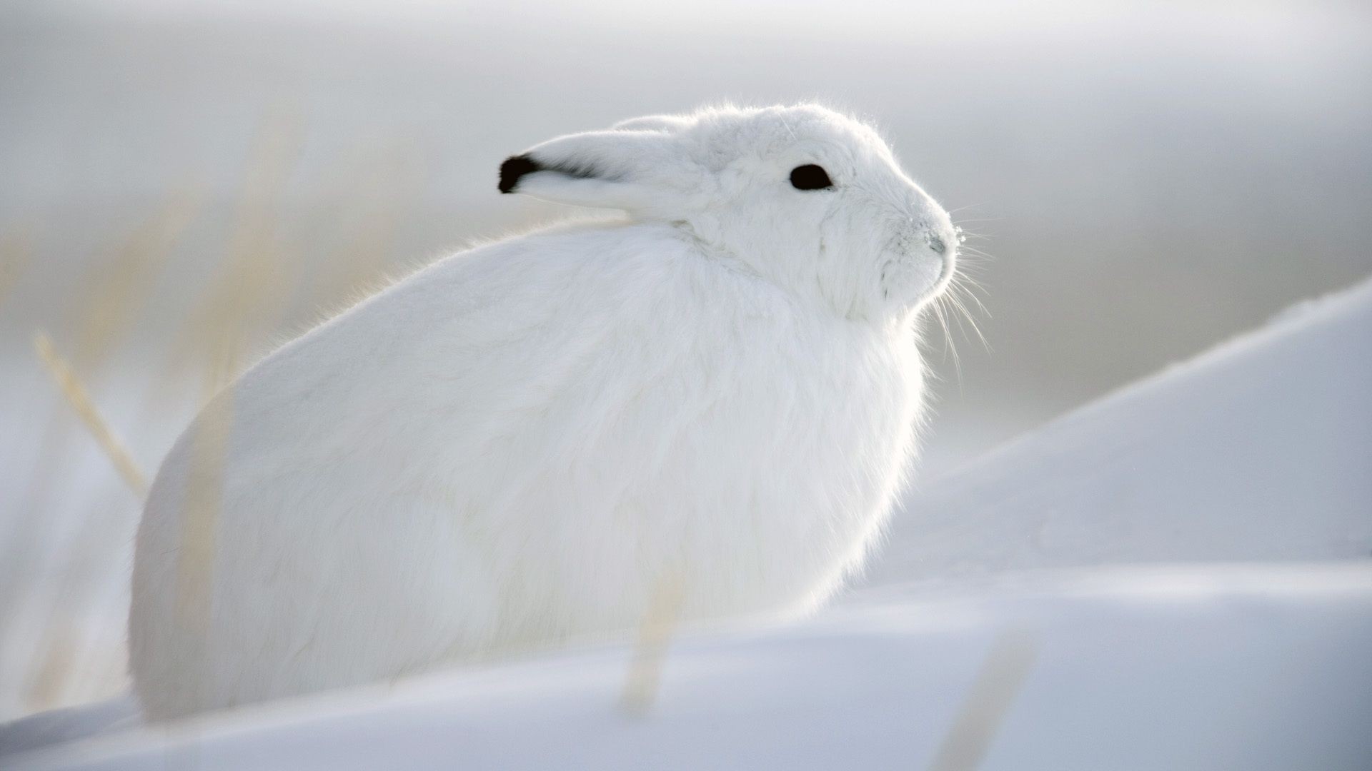 animales nieve aves invierno frío animal naturaleza vida silvestre escarchado