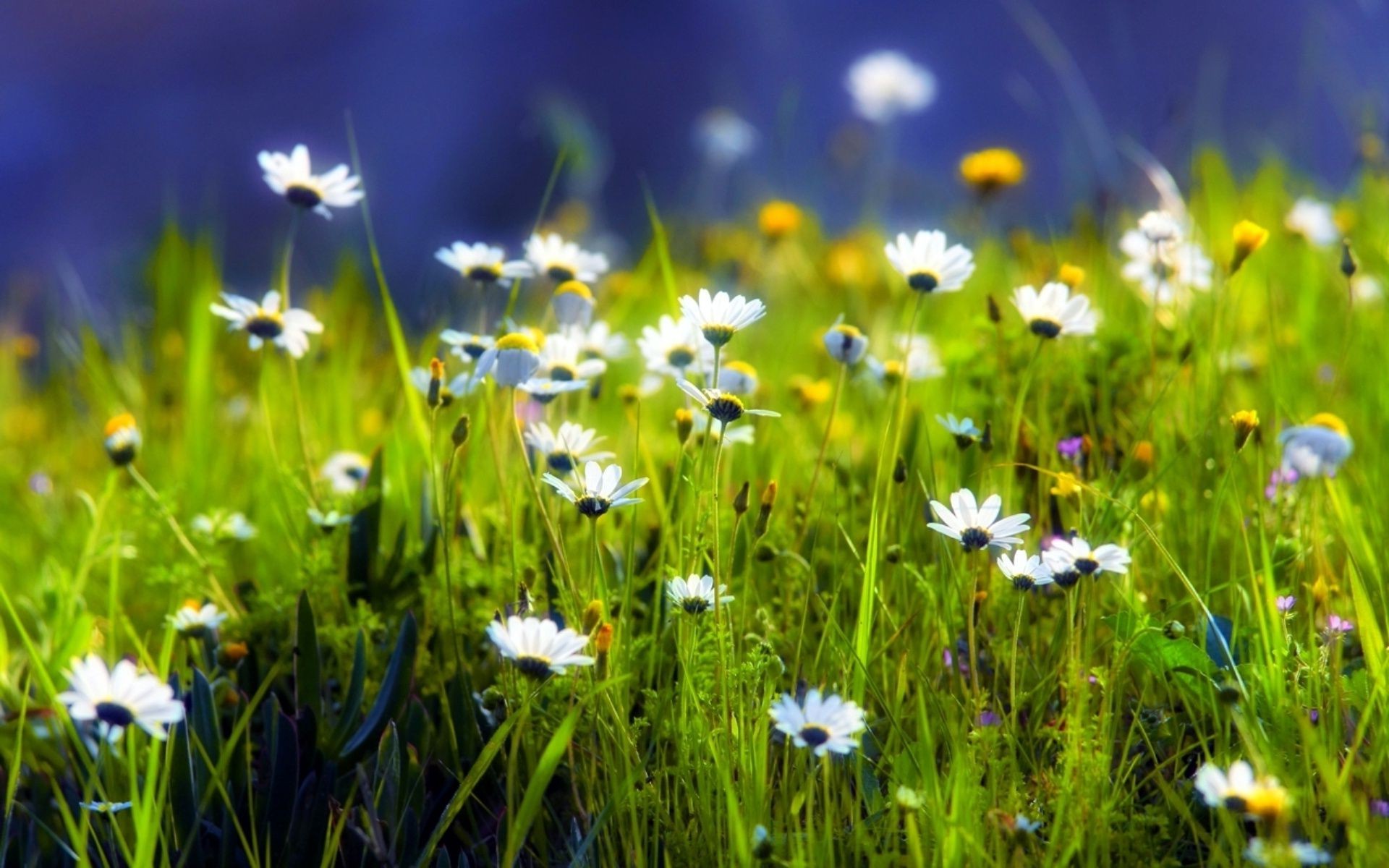 chamomile hayfield grass field nature flower summer flora fair weather sun lawn rural growth season garden bright easter outdoors sunny color