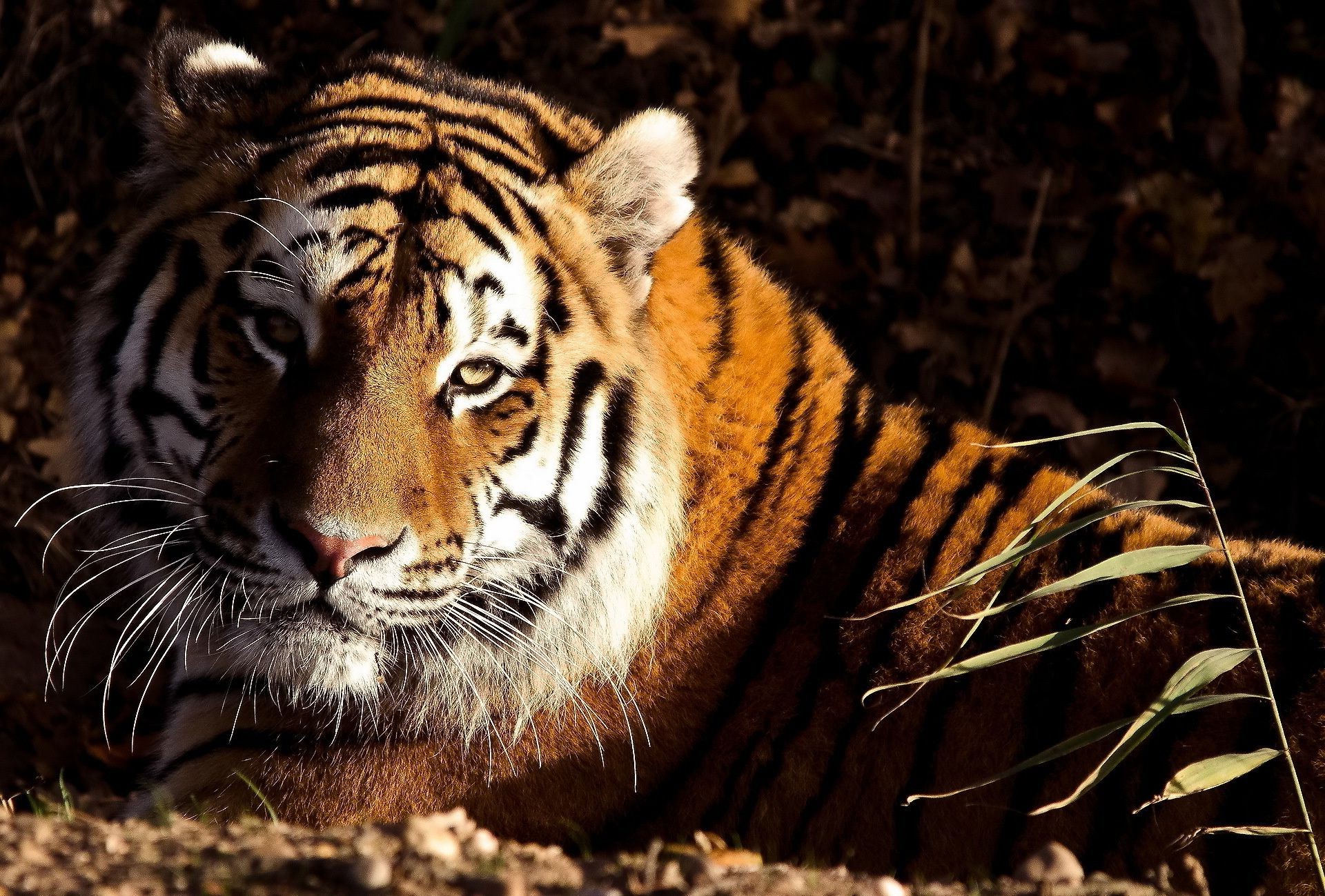 tigri tigre fauna selvatica gatto predatore mammifero striscia mangiatore di carne pericolo cacciatore arrabbiato alla ricerca zoo tigris animale giungla siberiano aggressione selvaggio tigre testa