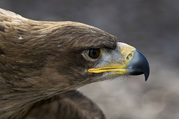 Foto von Wildvogel/Adler