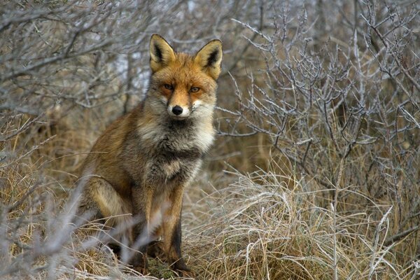 Wild fox goes hunting