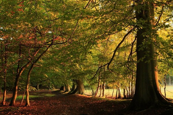 Marcher dans l allée d automne