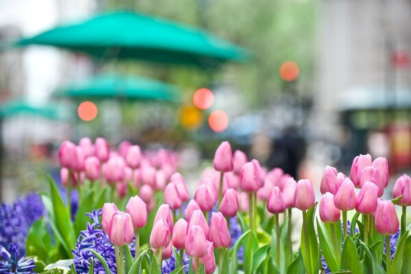 Pink tulips on the background of the city