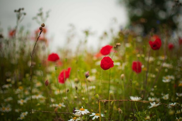 Fleurs sur le terrain. Photo avec effet soft-Focus