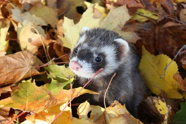 Frettchen in Herbstlaub