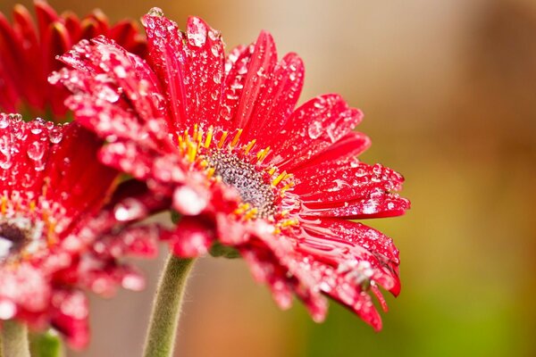 Gotas de rocío en una flor roja