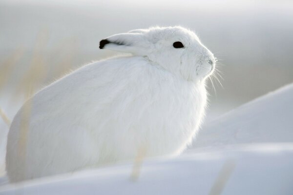 Bella lepre bianca sulla neve