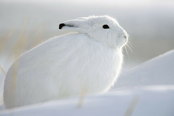 Гарний білий заєць на снігу