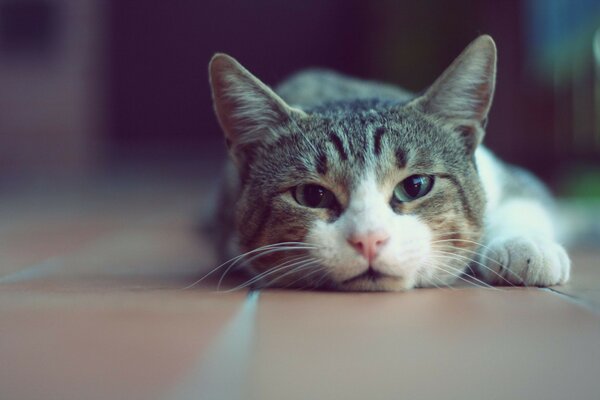 El gato descansa después de un día ocupado