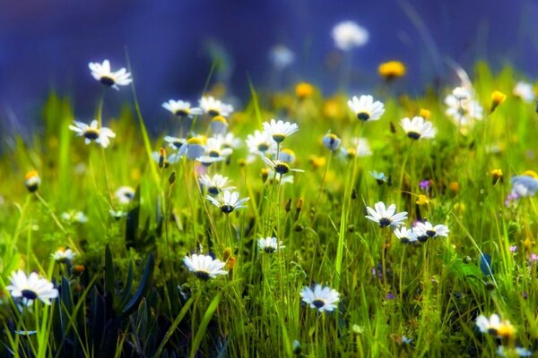 Marguerites sur un champ vert. Nature