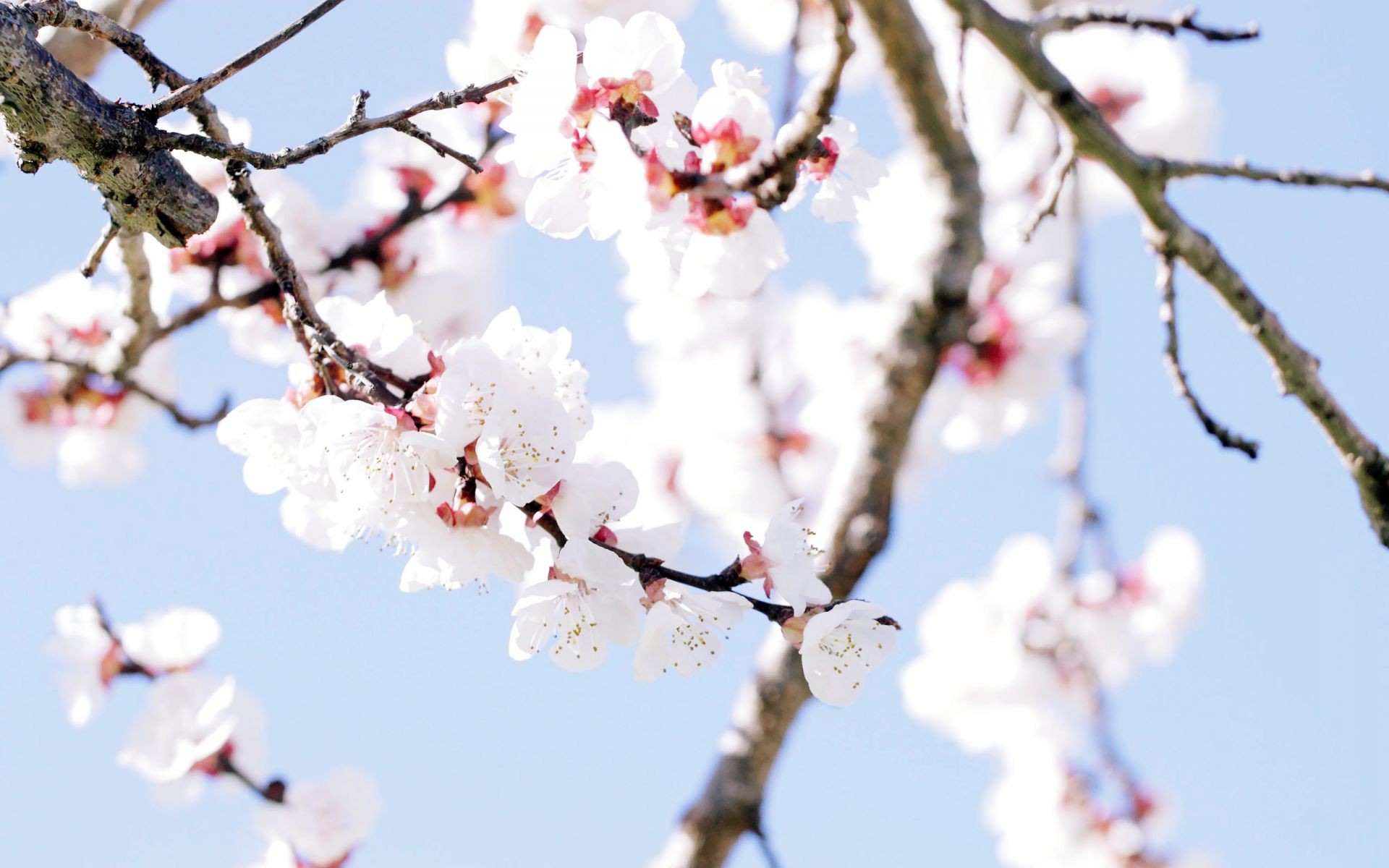 the flowers on the trees cherry branch tree flower nature winter plum apple season apricot bud bright sky outdoors close-up growth flora fair weather delicate