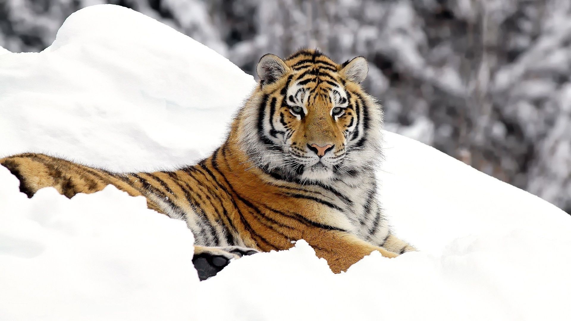 tiger tierwelt tiger säugetier raubtier katze tier fleischesser natur wild jäger streifen zoo gefahr sibirisch pelz auf der suche wütend jagd