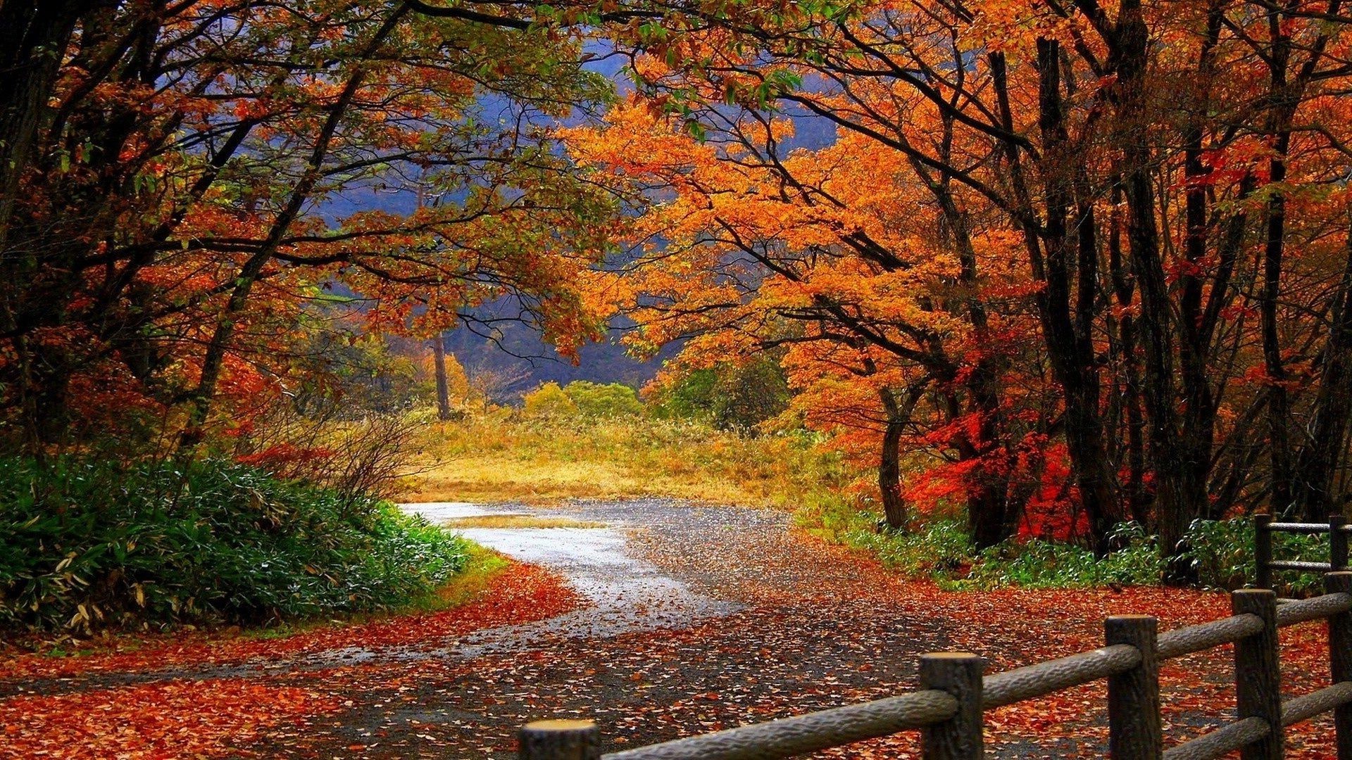 herbst herbst blatt holz ahorn landschaft holz natur park landschaftlich saison im freien üppig