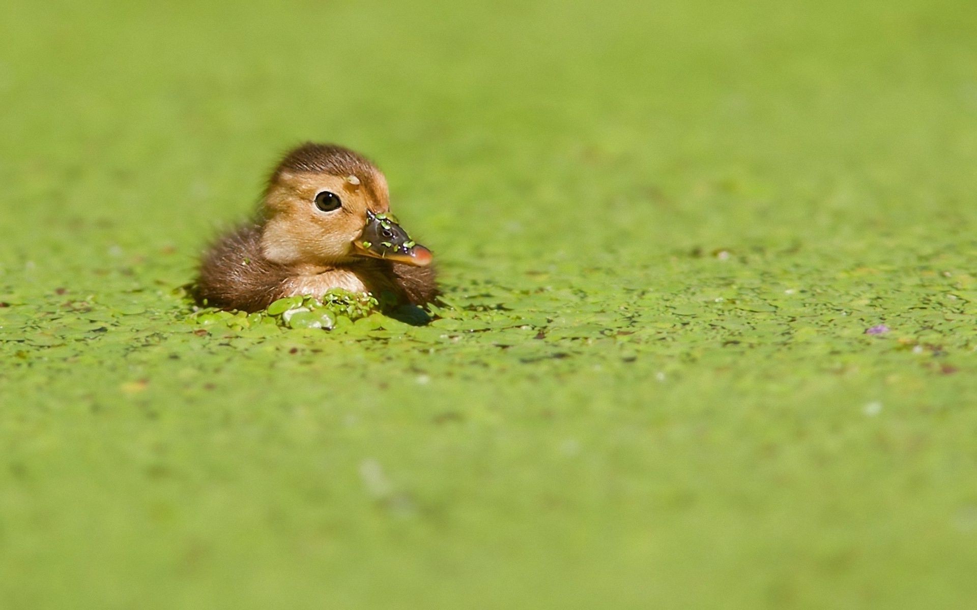 animais grama animal vida selvagem natureza pato