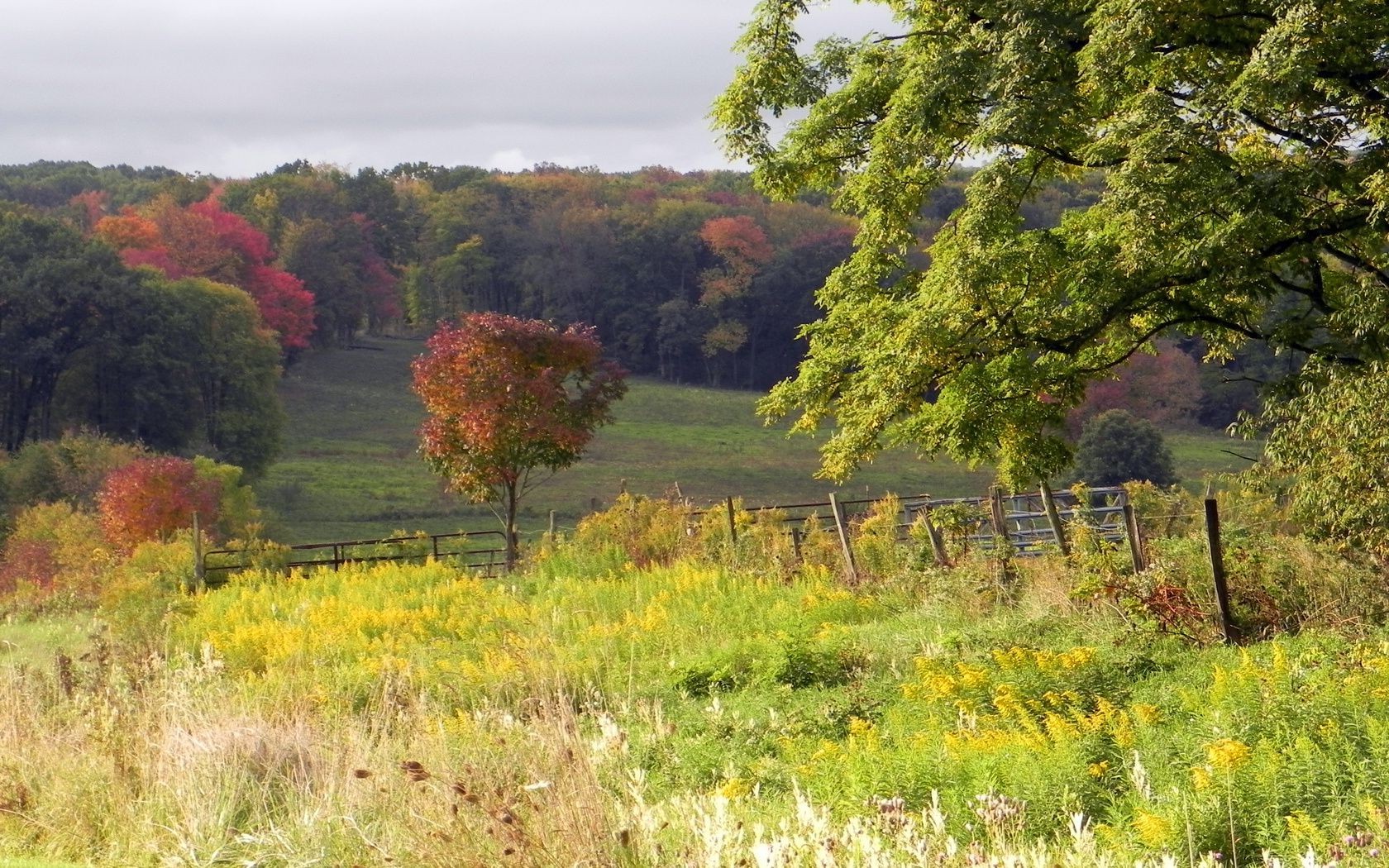 automne paysage nature arbre scénique rural bois campagne été herbe à l extérieur saison fleur automne champ foin feuille flore pays paysages