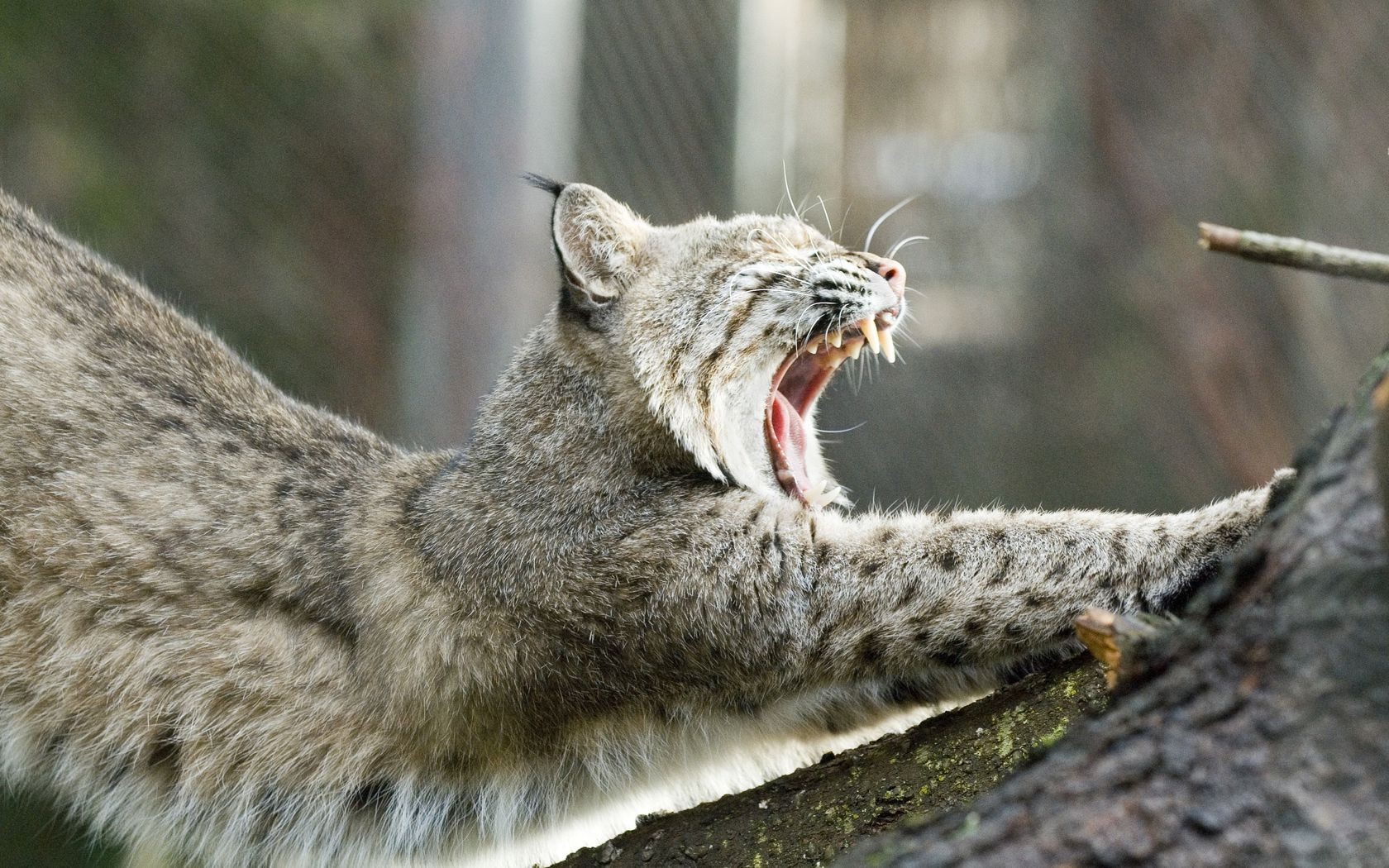 animaux faune nature mammifère animal prédateur sauvage chat fourrure chasseur à l extérieur bois zoo mangeur de viande portrait gros plan