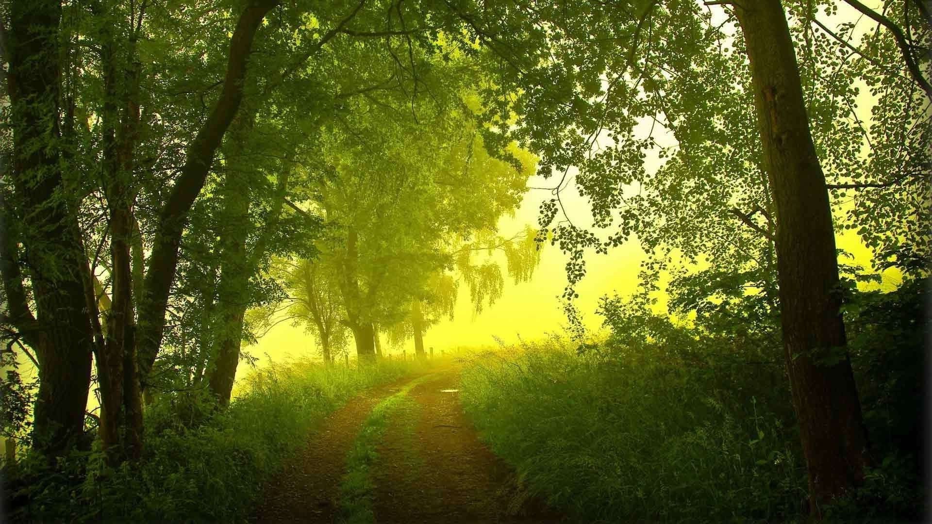 the sunset and sunrise wood landscape tree leaf park dawn nature fair weather mist fog sun lush fall environment scenic sunbeam scenery branch season countryside