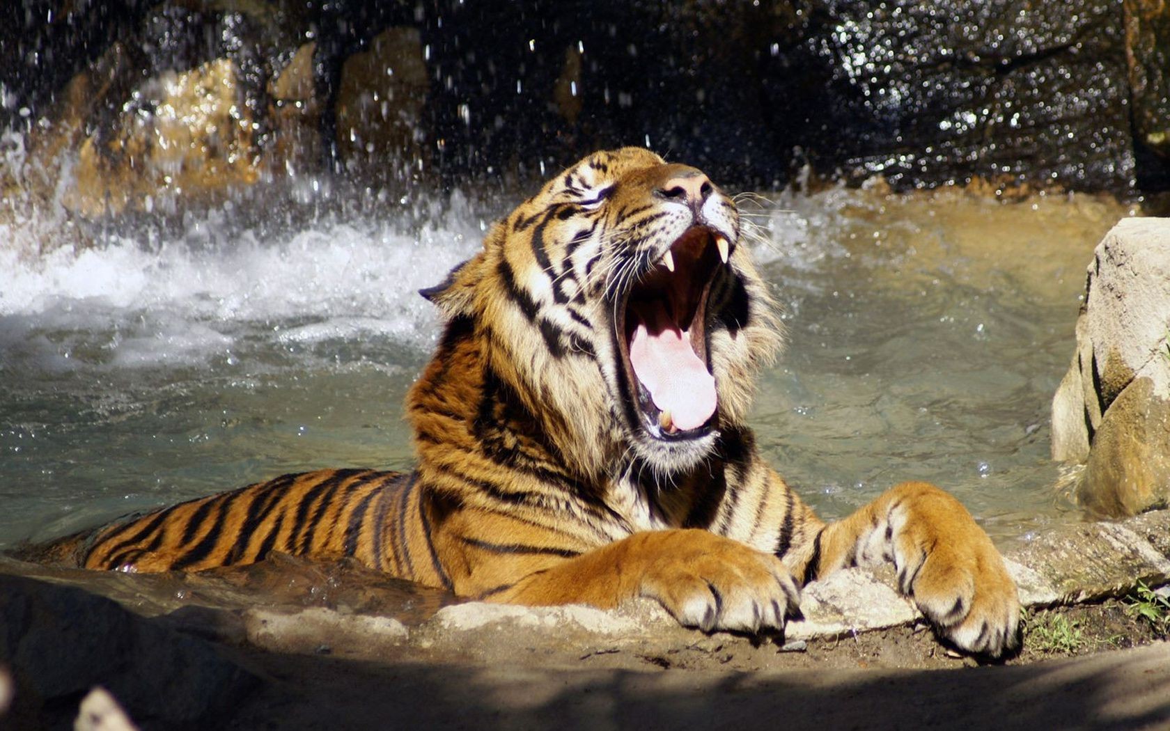 tigres vida silvestre tigre gato mamífero depredador cazador zoológico agresión salvaje peligro naturaleza selva animal carnívoro retrato grande