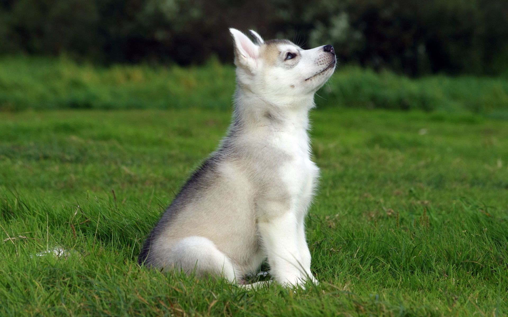 chien mammifère chien herbe animal de compagnie animal mignon portrait cynologue jeune race chiot domestique