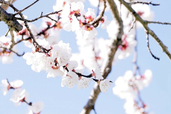 Foto de una rama de Sakura en flor