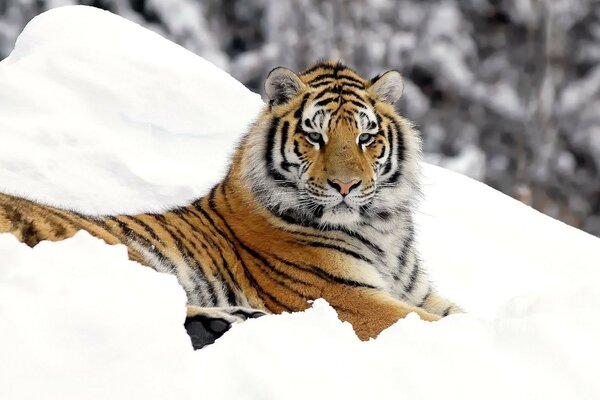 Un tigre importante en la nieve
