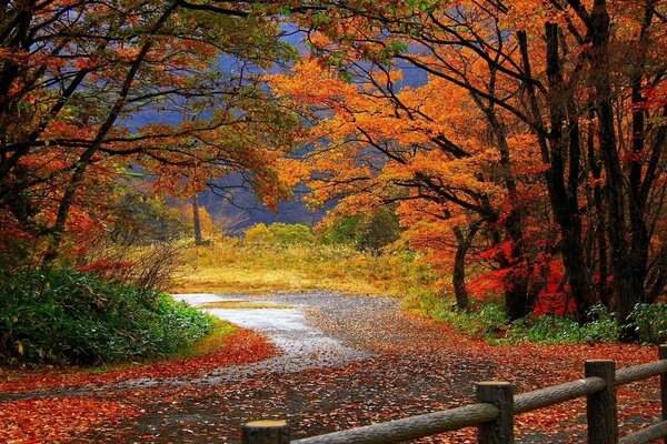 Forest road through the autumn forest