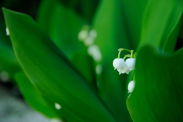 Flores de lirio de los valles con hojas verdes