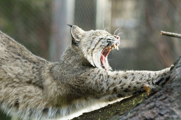 La lince si allunga e inarca la schiena