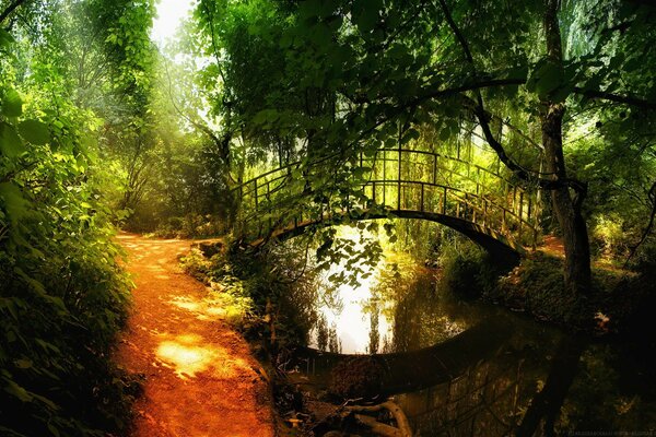 A beautiful bridge in the depths of the forest