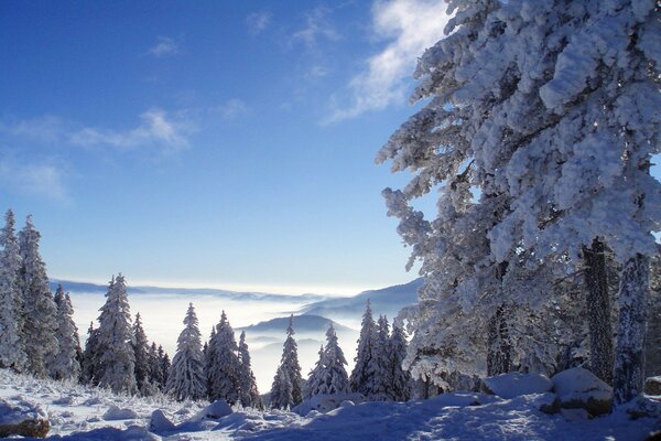 阳光明媚的冬天。 雪中的树木