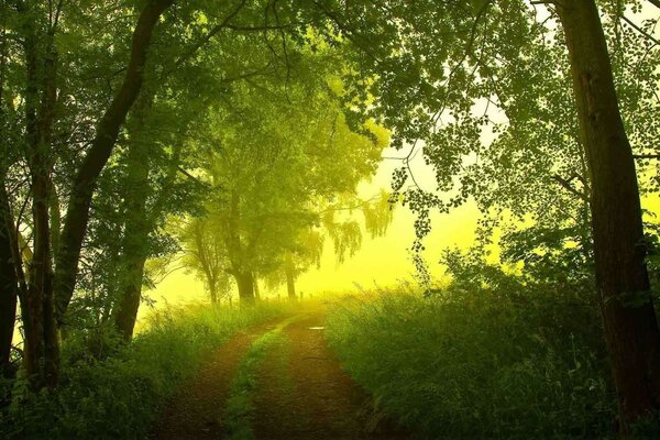 Bosque mágico y largo camino