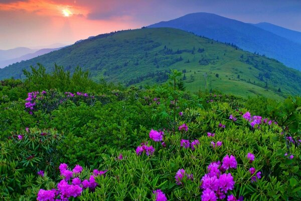 Пейзаж күннің батуы табиғат таулар гүлдер шөптер ағаштар