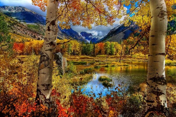 Carta da parati foresta autunnale vicino allo stagno