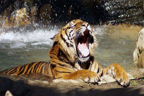 Ein Tiger badet in einem Wasserfall in der Sonne