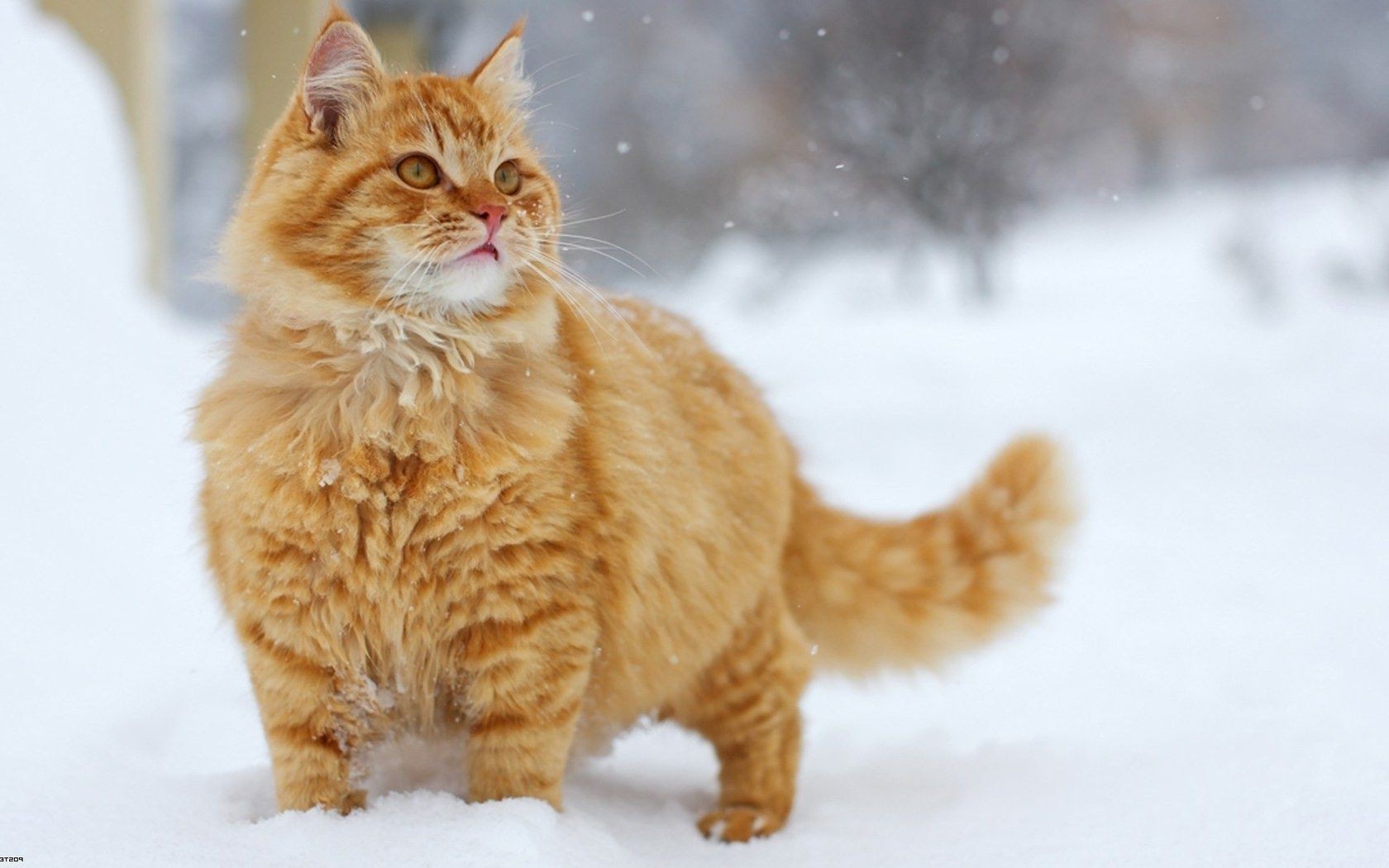 gatos gato mamífero invierno nieve animal lindo mascota piel gatito retrato