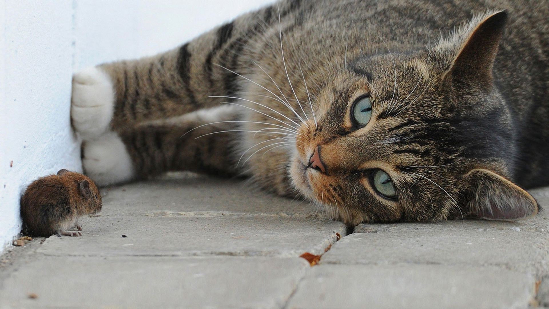 gatos gato lindo gatito piel animal mamífero mascota retrato ojo doméstico gris naturaleza bigote pequeño joven pelo adorable atigrado viendo divertido